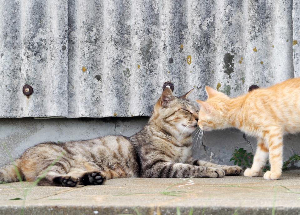 【猫旅】猫好き必見！おすすめスポット＆猫記事　次のおでかけ・旅行は猫に会おう！ - 観光旅行メディア｜まっぷるトラベルガイド