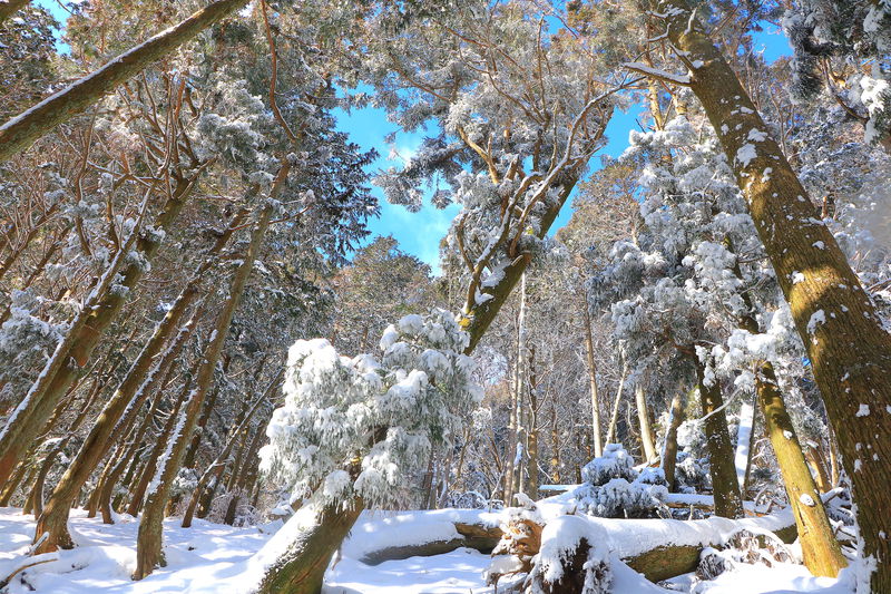 冬は別世界！三重いなべ「藤原岳」絶景雪山ハイキング | 三重県 | LINEトラベルjp 旅行ガイド