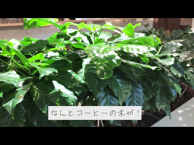 Cafe Vlog（架空案件）