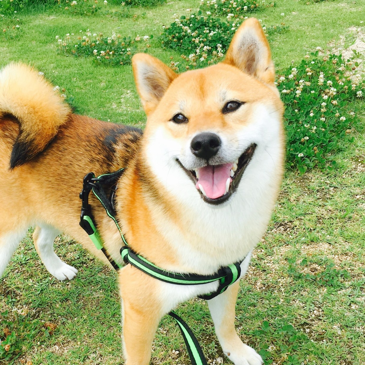 表紙、ペット
