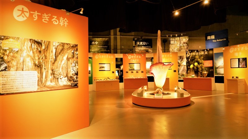 特別展「植物 地球を支える仲間たち」／展覧会レポート | OBIKAKE（おびかけ） 