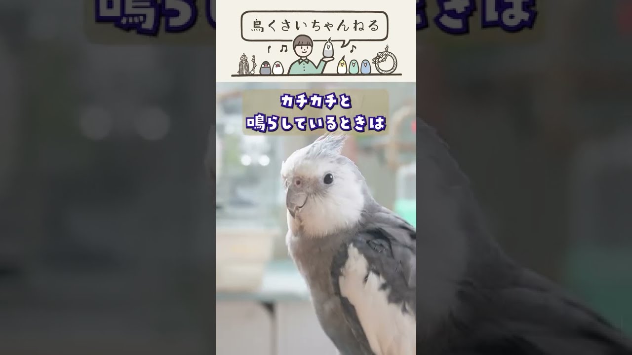 鳥さんに表情がない理由 #shorts