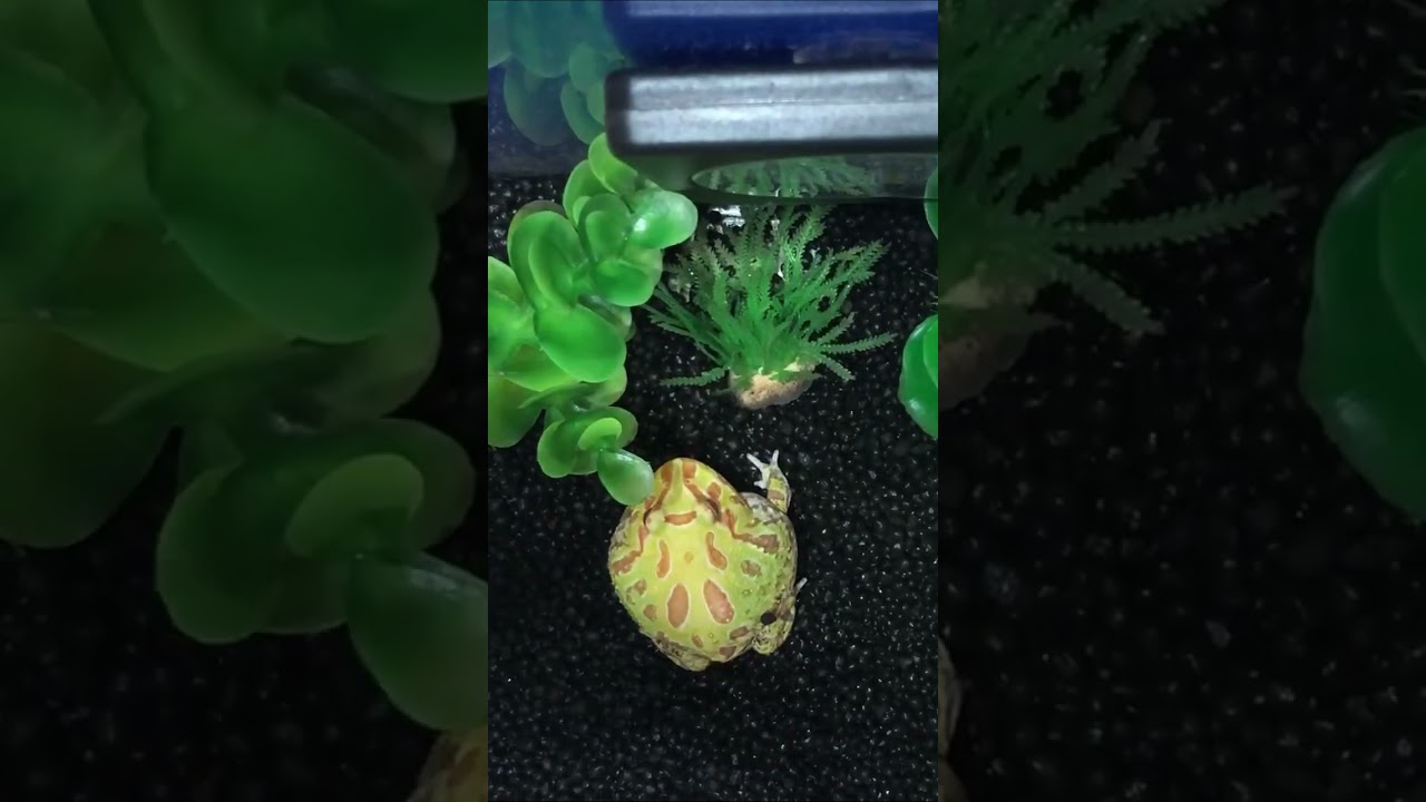 ショートヘア、ラベル