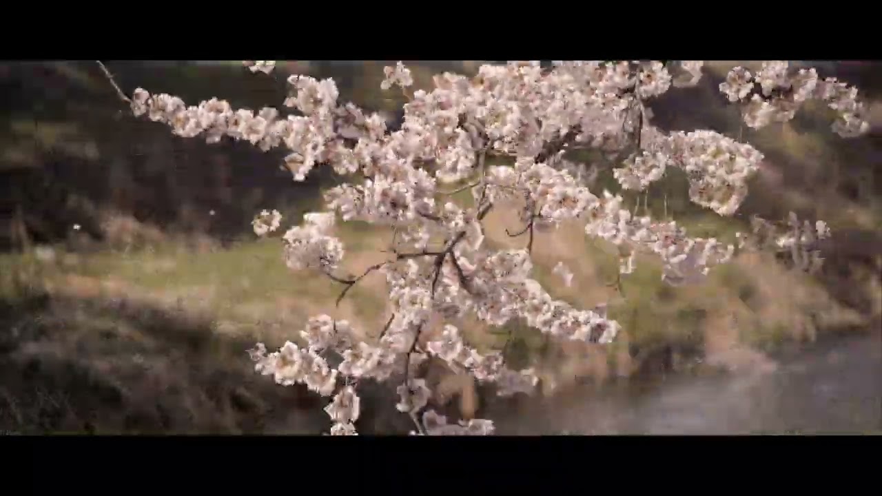 ドローン_2022 五条川 桜
