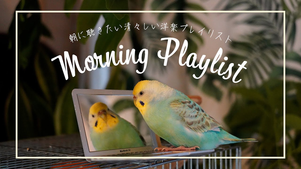 fvデザイン、playlist