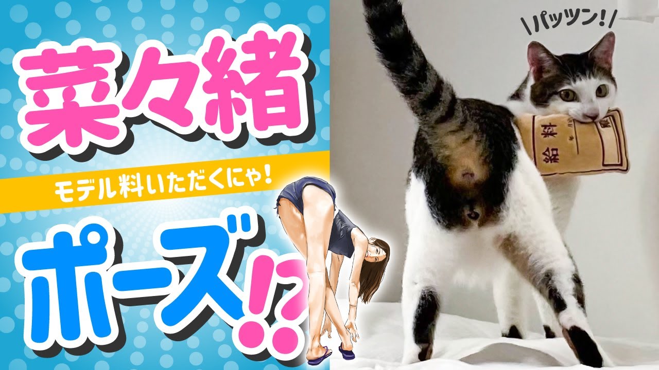 ドヤ顔で菜々緒ポーズ！パッツン前髪にゃんこのセロイくん