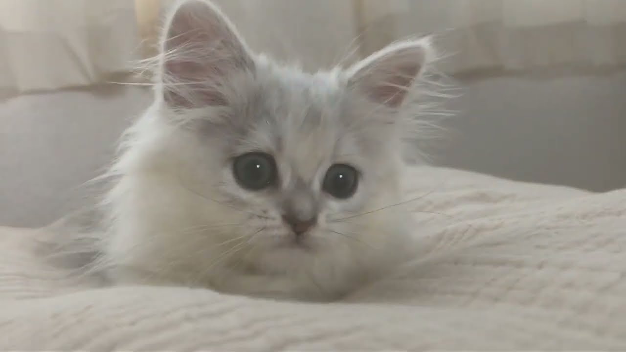 [Cat vlog] ペルシャの仔猫がやってきた