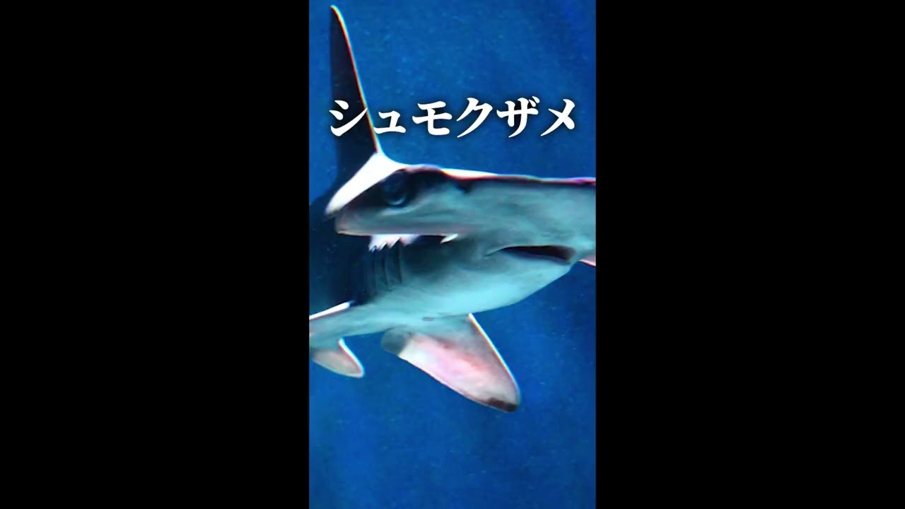 立体作品、ショート