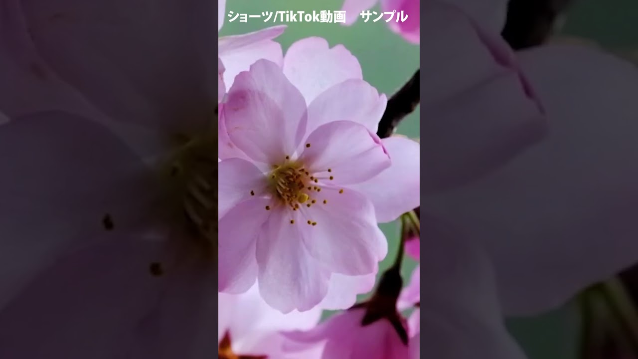 ショート/TikTokサンプル動画1