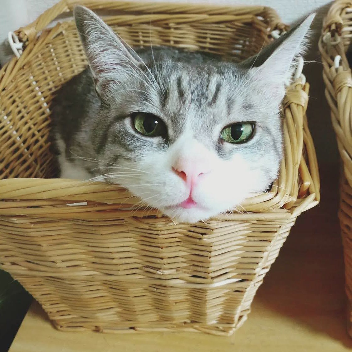 猫、仕事