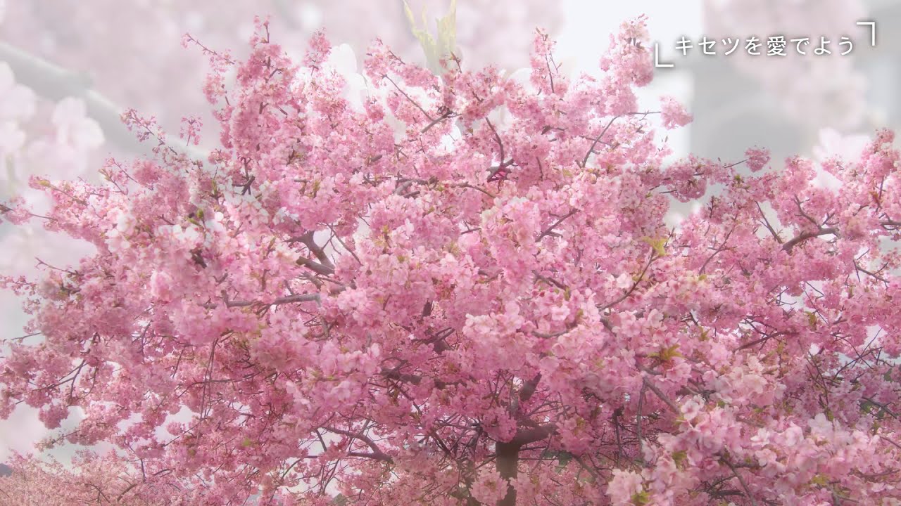 【BMPCC4K】河津桜（香川県東かがわ市）
