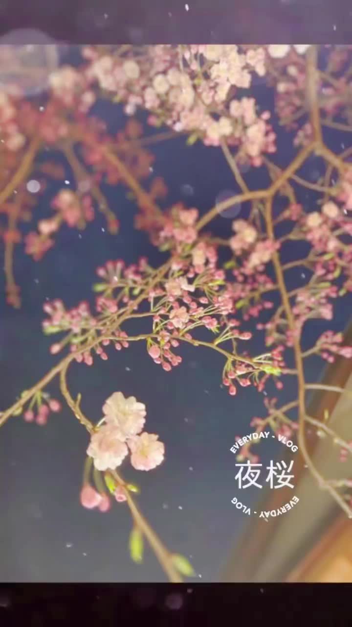 今年もさやの湯処さんの桜が綺麗です・・・夜空と桜のコントラストが美しく中庭に映えていました#さやの湯処2022春 #夜桜 #5分咲き #東京開花 #cherryblossoms