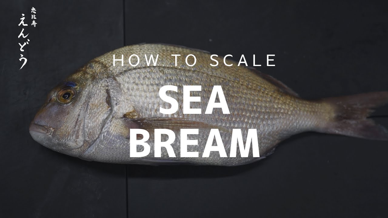  How to scale & prepare a fish for Sashimi - Sea Bream(Tai) | Japan Omakase | 恵比寿えんどう Ebisu Endo