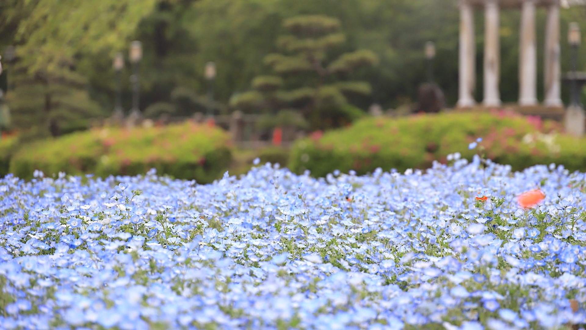 絵本、japan