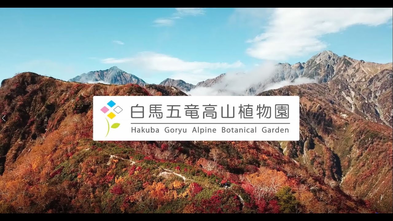 【PV】2020-21年版 白馬五竜高山植物園