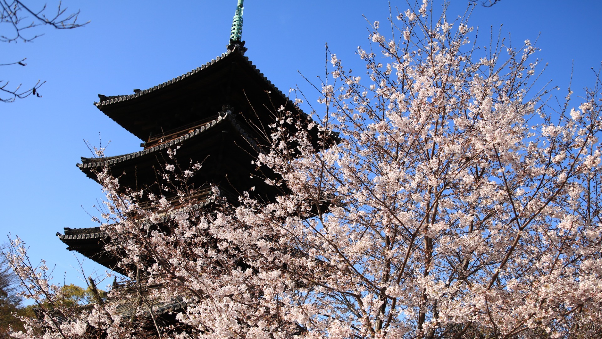 ラフ、japan