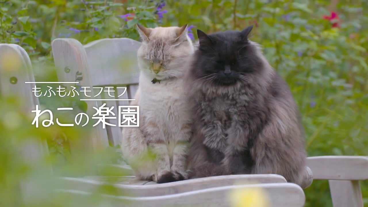 ディレクター、ねこ