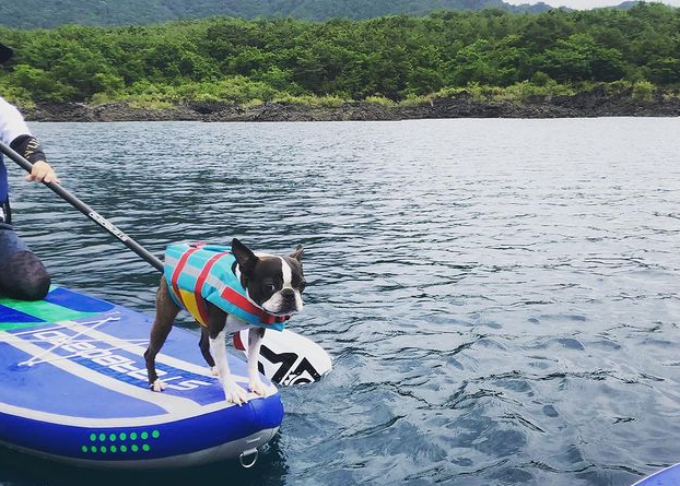 【愛犬と楽しめるアクティビティ】話題のDogSUP（ドッグサップ）をご紹介！