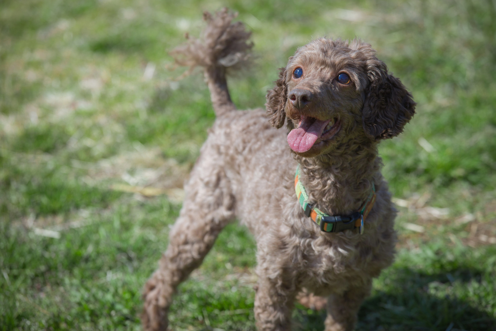 ワンピース、植物