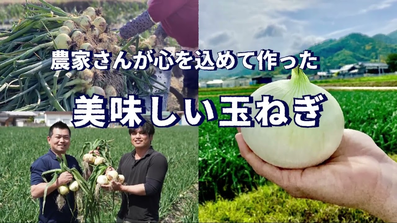 「福良マルシェ様玉ねぎPR動画」ボイスサンプル【猫島さゆり】