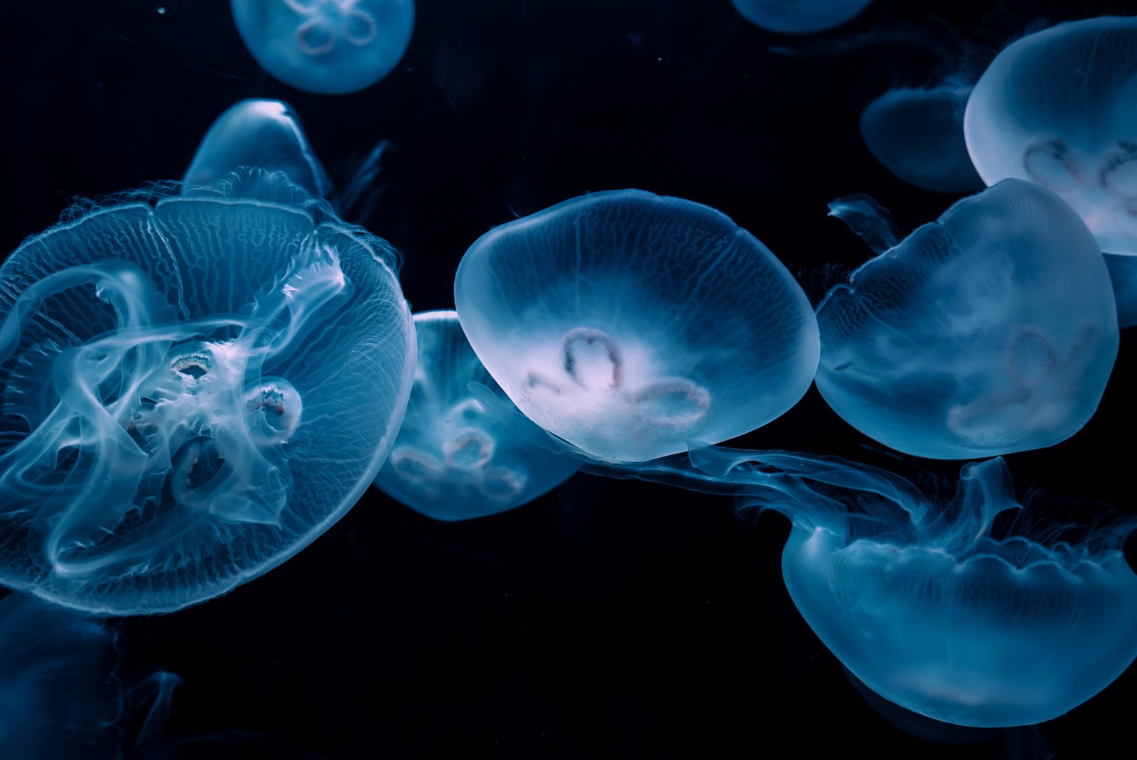 【架空サイト】水族館イベントサイト