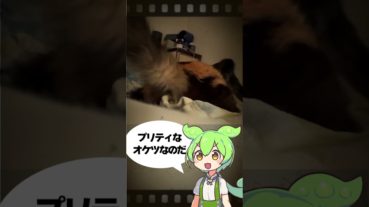 ペット、ヘッダー