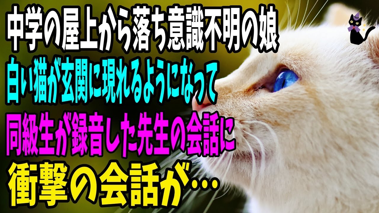 【猫の不思議な話】娘が中学校の屋上から落下して植物人間になってから、玄関に来るようになった白い猫。同級生が学校で録音した先生との会話には衝撃の会話が…【朗読・不思議の国のにゃん】
