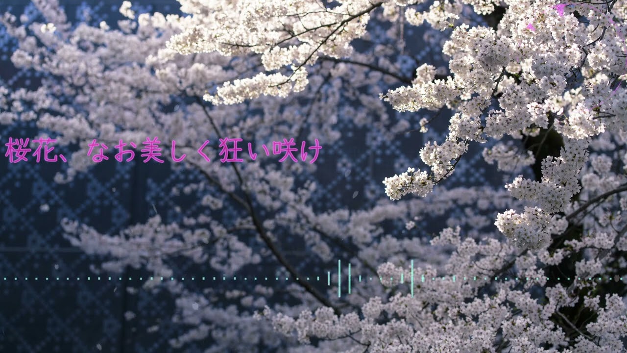 桜花、なお美しく狂い咲け