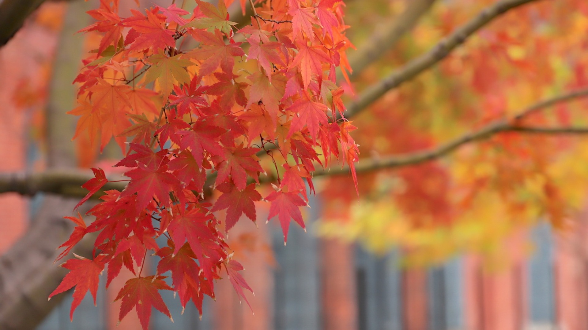 ネオン、紅葉