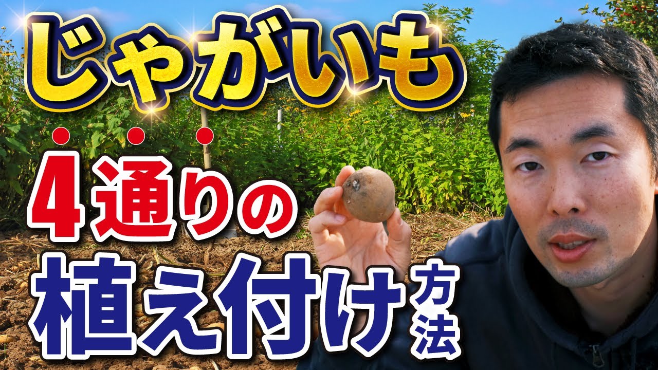 ポートフォリオ、wt
