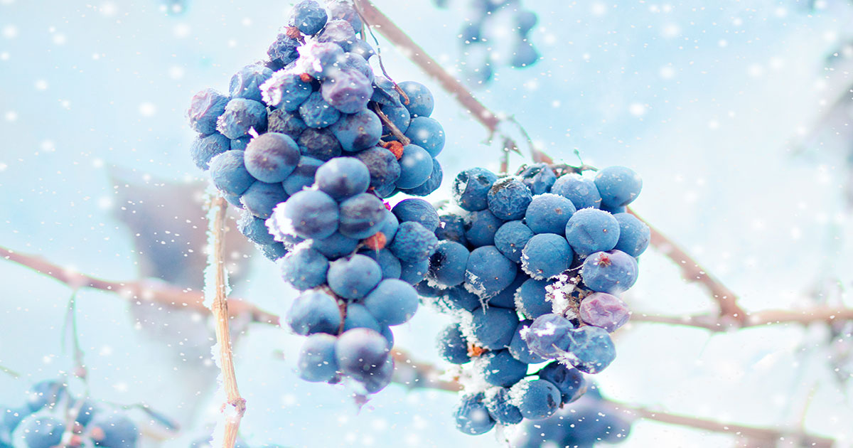 極上の甘口！ アイスワインとはどんなお酒？ おいしい飲み方や選び方も紹介！ | イエノミスタイル 家飲みを楽しむ人の情報サイト