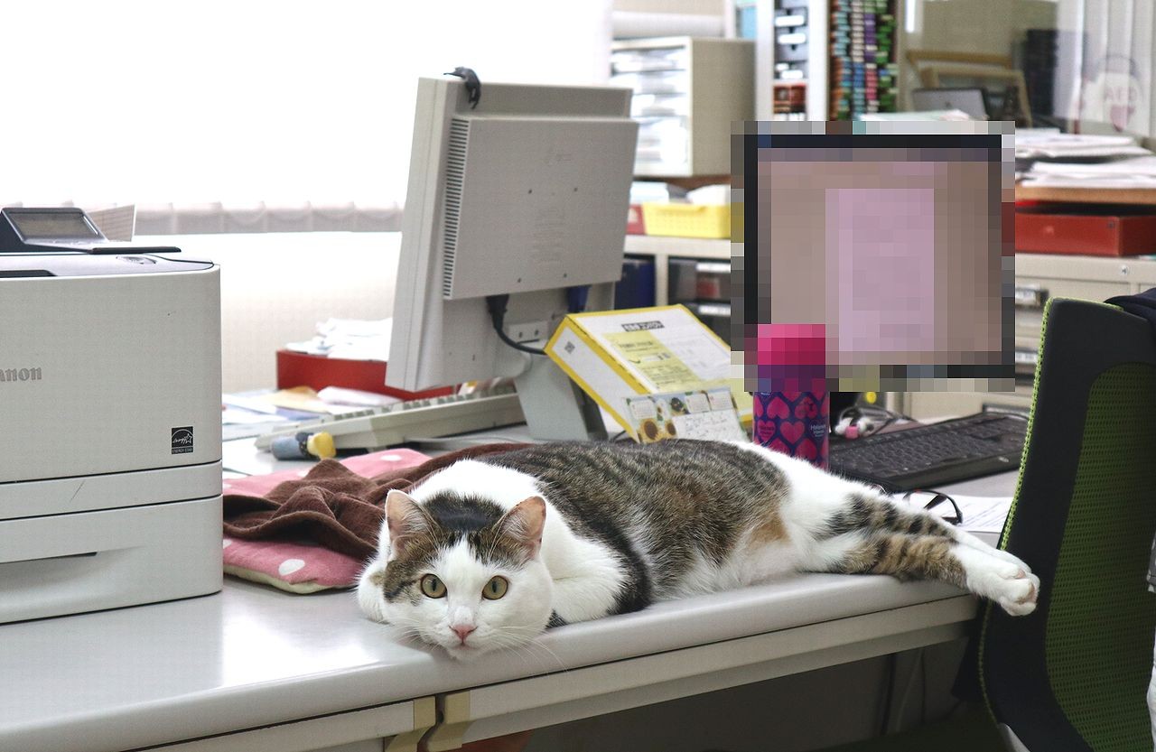 ケガをして瀕死だった子猫…保護されて今では「副社長」に　12匹のネコ役員・社員が“活躍”、仕事中の「癒しに貢献」