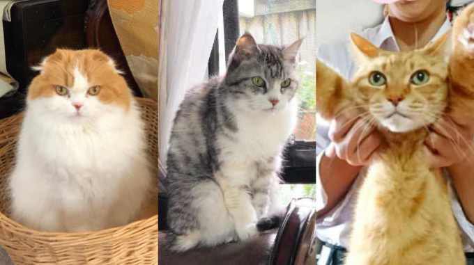 【企画・取材・執筆】東日本大震災がもたらした愛猫の変化……飼い主の被災体験から考える猫のための防災対策とは？ #知り続ける | ねこちゃんホンポ