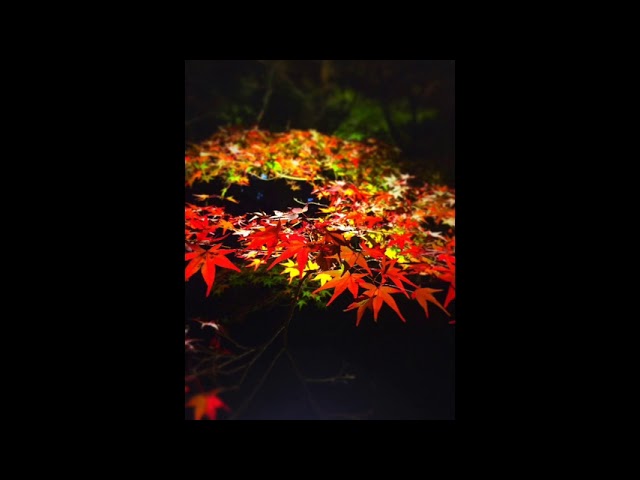 素手流用可◎、accutane