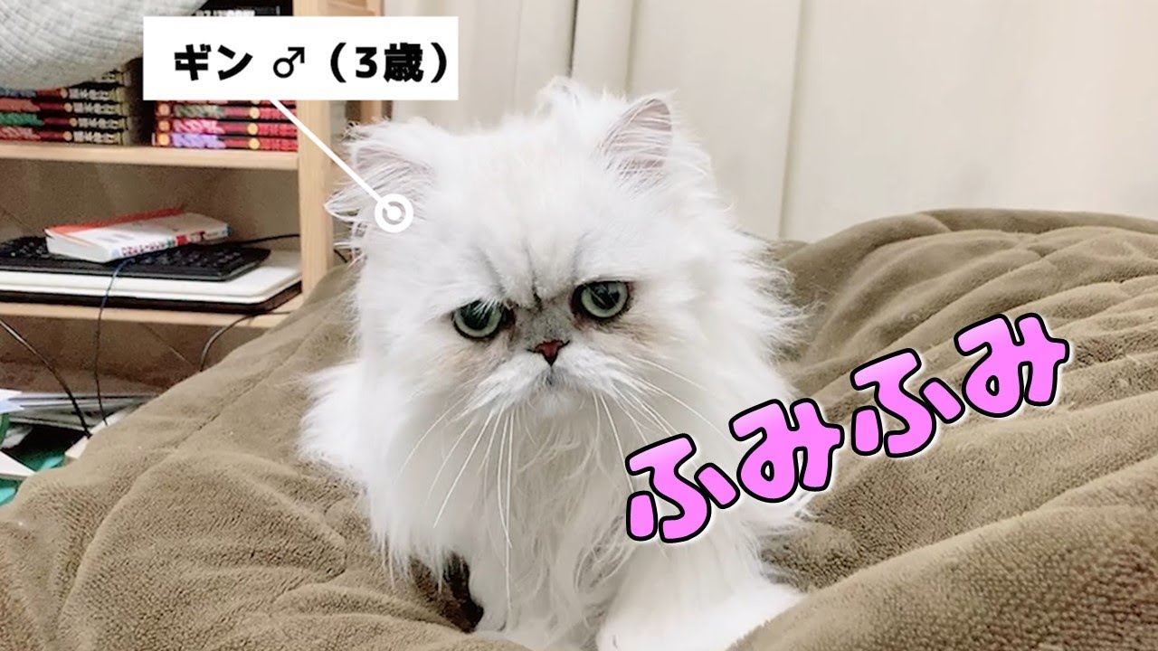 ベッドにあがってきてふみふみするネコがかわいすぎる...