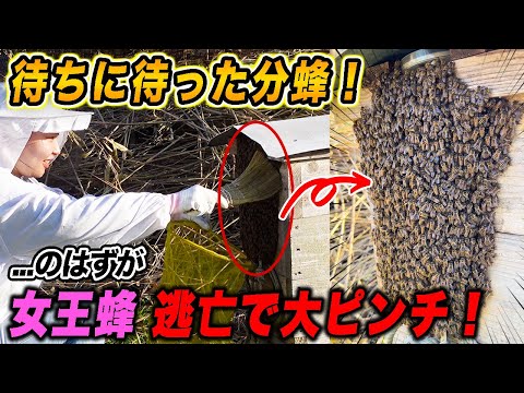 待ちに待った分蜂！...のはずが女王蜂失踪で大ピンチ！？