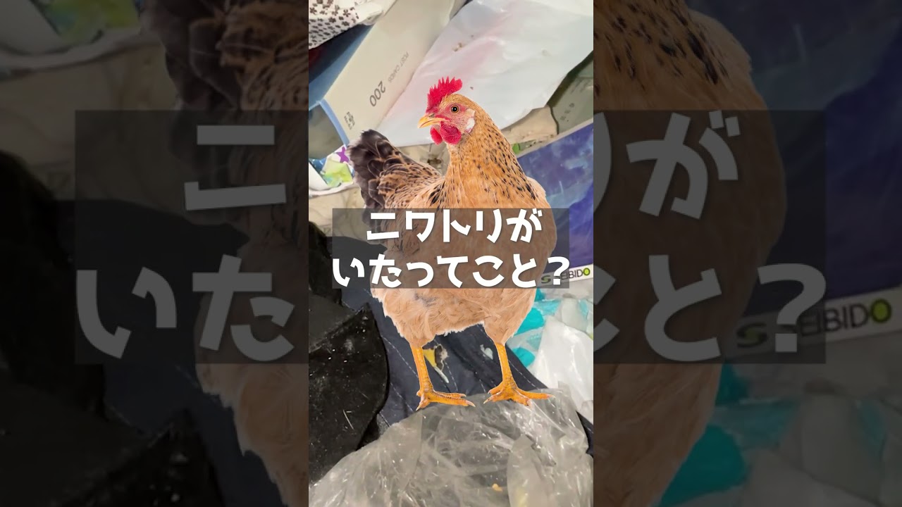 ショート、家具