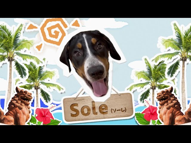 カット、動画制作