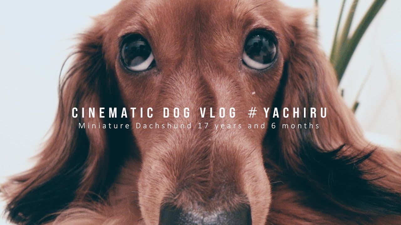 ミニチュアダックスフンド_老犬_やちるの余生_yachiru thank you 🐶| Miniature Dachshund |