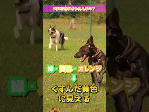 TikTok・YouTube Shorts参考動画2
