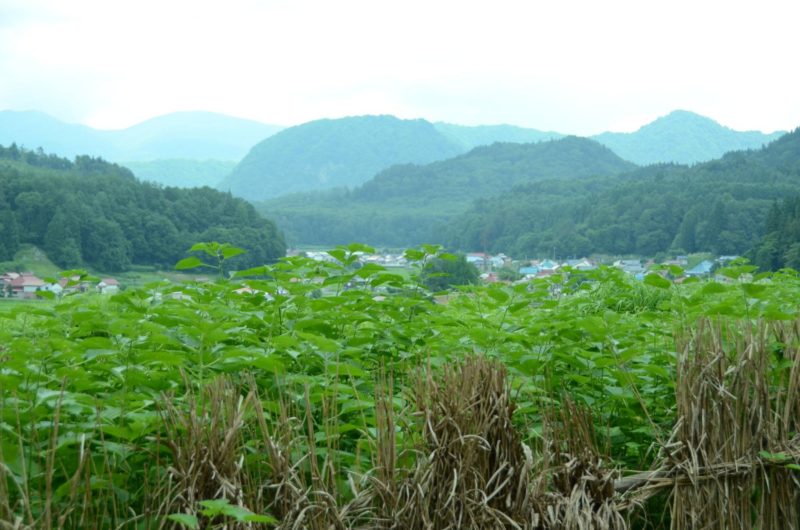 【編集】結ばずに、次世代へつなぐ植物の糸。