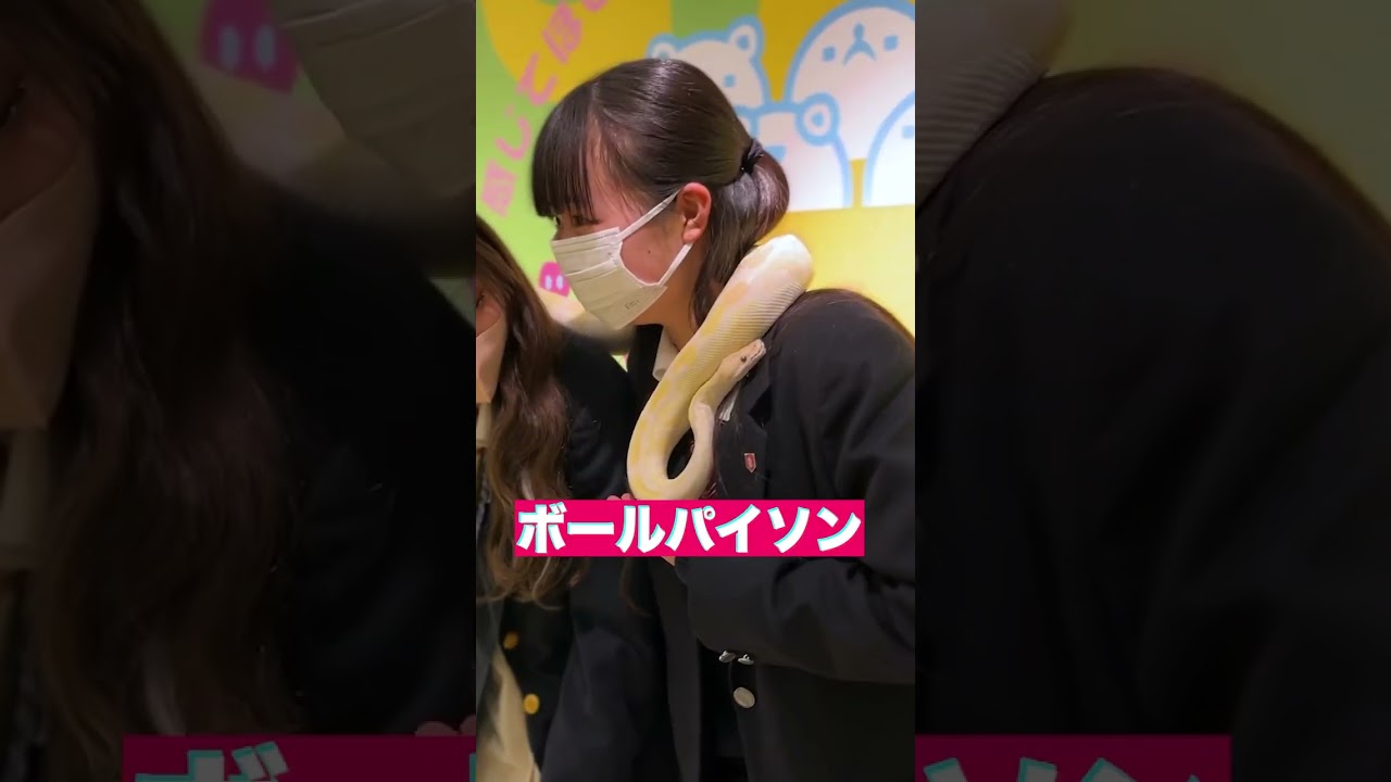 動物系、たびこふれ