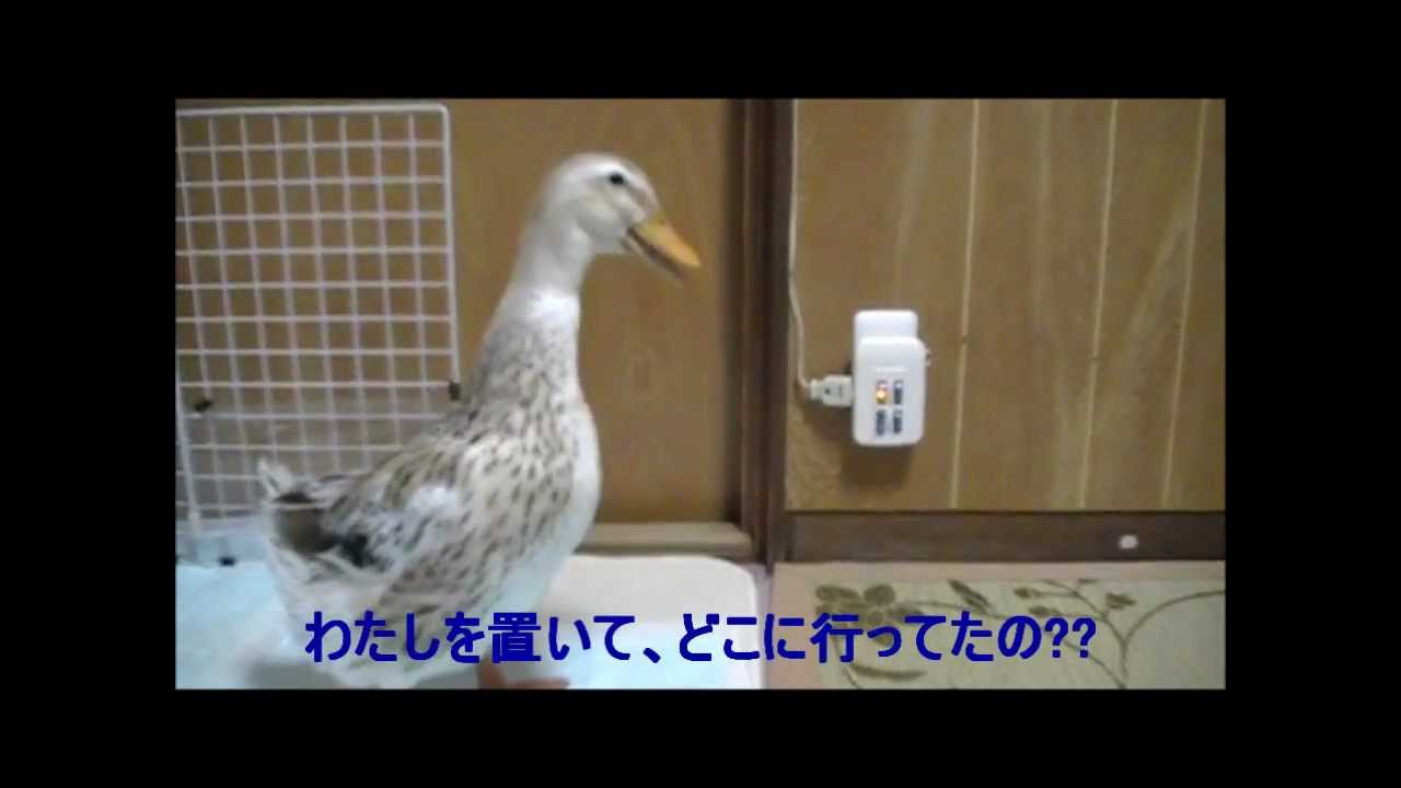 アイガモなっちゃんの主張