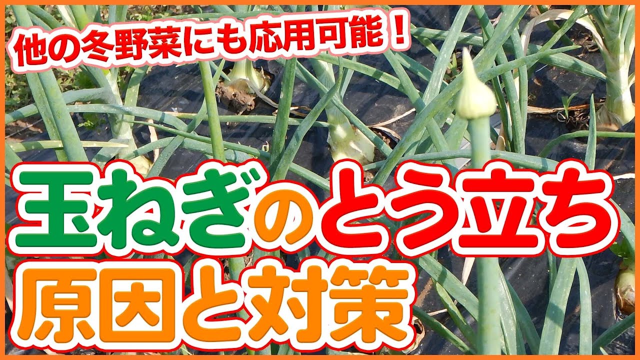 漫画　イラスト、動画撮影