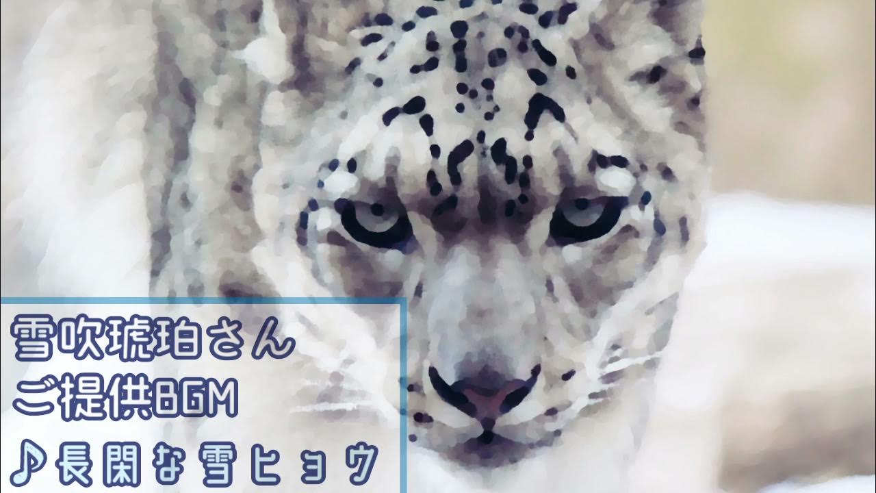 【lo-fi hiphop BGM】長閑な雪ヒョウ【おしごとサンプルBGM】