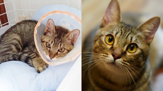 【みんなの保護猫物語〜ちっぷくんとの出会い】 | ねこちゃんホンポ