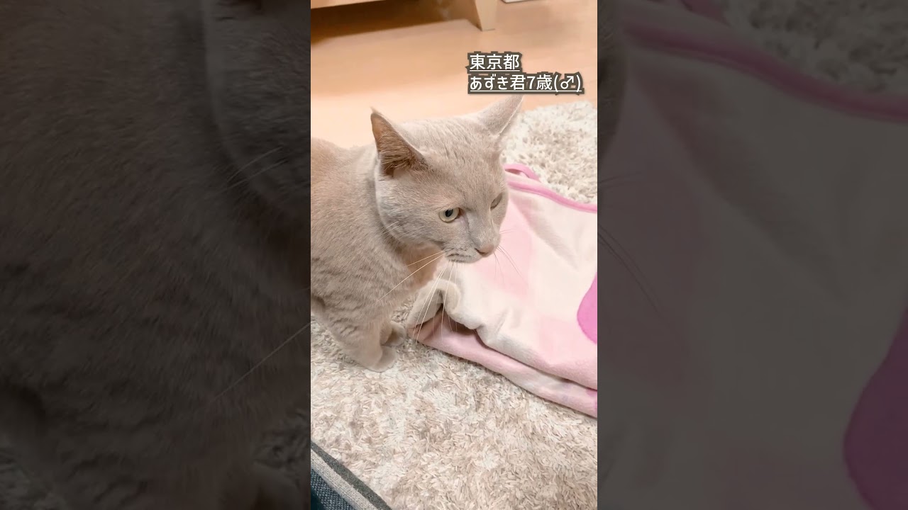 gif動画、ペット